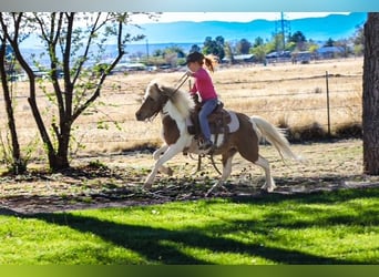 Más ponis/caballos pequeños, Yegua, 11 años, 117 cm, Pío