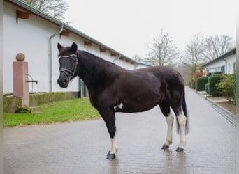 Más ponis/caballos pequeños, Yegua, 11 años, 133 cm