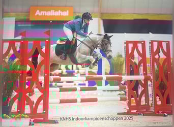 Más ponis/caballos pequeños Mestizo, Yegua, 11 años, 136 cm, Pío