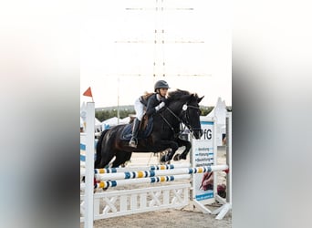 Más ponis/caballos pequeños Mestizo, Yegua, 11 años, 140 cm, Pío