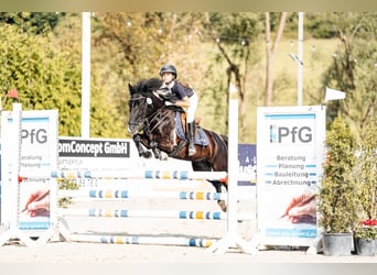 Más ponis/caballos pequeños Mestizo, Yegua, 11 años, 140 cm, Pío