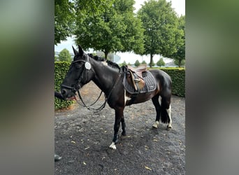 Más ponis/caballos pequeños Mestizo, Yegua, 11 años, 140 cm, Pío