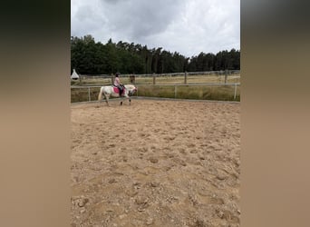 Más ponis/caballos pequeños, Yegua, 11 años, 140 cm, Tordo