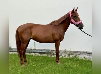 Más ponis/caballos pequeños Mestizo, Yegua, 11 años, 145 cm, Alazán