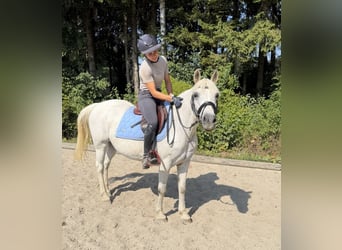 Más ponis/caballos pequeños, Yegua, 11 años, 147 cm, Tordo