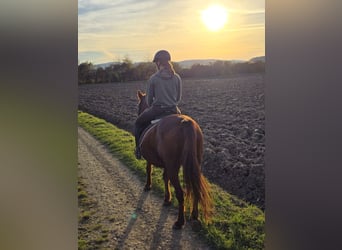 Más ponis/caballos pequeños Mestizo, Yegua, 11 años, 148 cm, Alazán