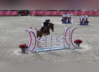 Más ponis/caballos pequeños, Yegua, 11 años, 148 cm, Castaño