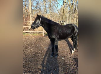 Más ponis/caballos pequeños, Yegua, 11 años, 148 cm, Negro