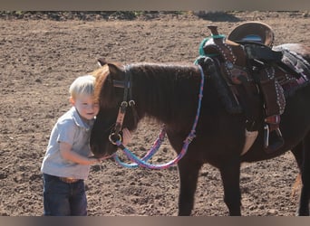 Más ponis/caballos pequeños, Yegua, 11 años, 94 cm, Negro
