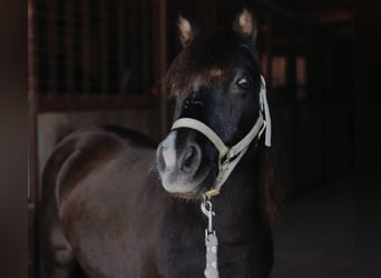 Más ponis/caballos pequeños, Yegua, 11 años, 94 cm, Negro