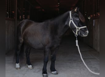 Más ponis/caballos pequeños, Yegua, 11 años, 94 cm, Negro