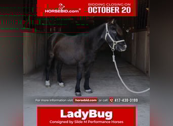 Más ponis/caballos pequeños, Yegua, 11 años, 94 cm, Negro