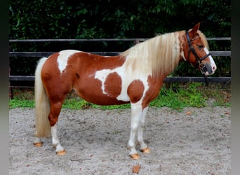 Más ponis/caballos pequeños, Yegua, 12 años, 130 cm, Pío