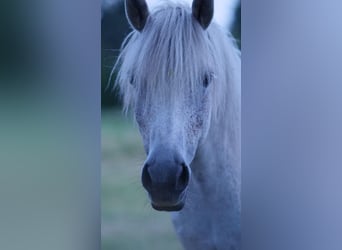 Más ponis/caballos pequeños Mestizo, Yegua, 12 años, 134 cm, Tordo picazo