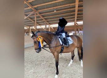 Más ponis/caballos pequeños, Yegua, 12 años, 146 cm, Castaño