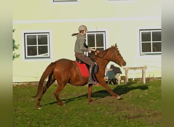 Más ponis/caballos pequeños Mestizo, Yegua, 12 años, 148 cm, Alazán