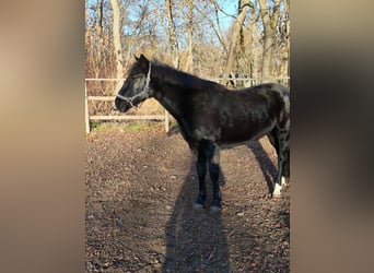 Más ponis/caballos pequeños, Yegua, 12 años, 148 cm, Negro