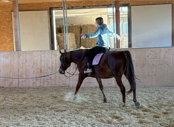 Más ponis/caballos pequeños, Yegua, 12 años, 152 cm, Alazán