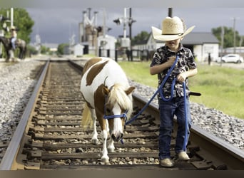 Más ponis/caballos pequeños, Yegua, 12 años, 81 cm, Pío