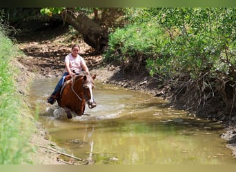 Más ponis/caballos pequeños, Yegua, 12 años, Alazán rojizo