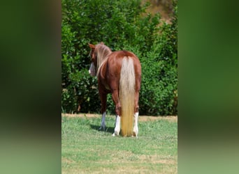 Más ponis/caballos pequeños, Yegua, 12 años, Alazán rojizo