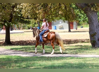 Más ponis/caballos pequeños, Yegua, 12 años, Alazán rojizo