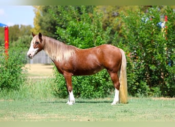 Más ponis/caballos pequeños, Yegua, 12 años, Alazán rojizo
