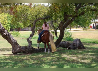 Más ponis/caballos pequeños, Yegua, 12 años, Alazán rojizo