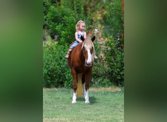 Más ponis/caballos pequeños, Yegua, 12 años, Alazán rojizo