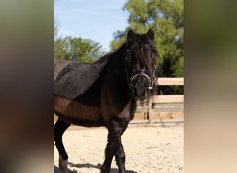 Más ponis/caballos pequeños Mestizo, Yegua, 13 años, 110 cm, Negro