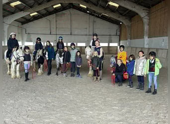 Más ponis/caballos pequeños, Yegua, 13 años, 126 cm, Atigrado/Moteado