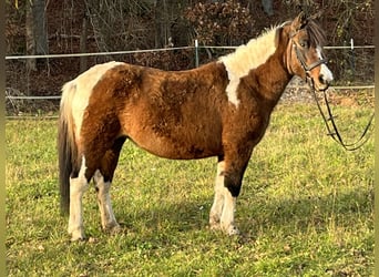 Más ponis/caballos pequeños, Yegua, 13 años, 135 cm, Pío