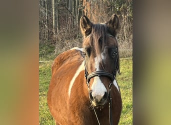 Más ponis/caballos pequeños, Yegua, 13 años, 135 cm, Pío