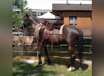 Más ponis/caballos pequeños Mestizo, Yegua, 13 años, 142 cm, Morcillo