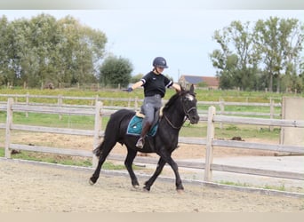 Más ponis/caballos pequeños, Yegua, 13 años, 143 cm, Negro