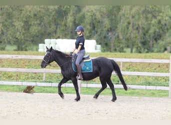 Más ponis/caballos pequeños, Yegua, 13 años, 143 cm, Negro