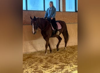 Más ponis/caballos pequeños, Yegua, 13 años, 152 cm, Alazán