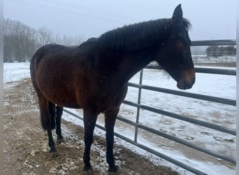 Más ponis/caballos pequeños Mestizo, Yegua, 13 años, 153 cm, Castaño