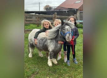 Más ponis/caballos pequeños, Yegua, 13 años, 85 cm, Pío