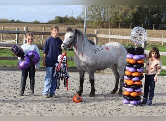 Más ponis/caballos pequeños, Yegua, 14 años, 126 cm, Atigrado/Moteado