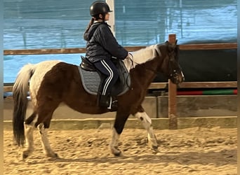 Más ponis/caballos pequeños, Yegua, 14 años, 128 cm, Pío