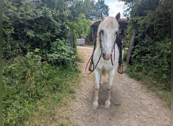 Más ponis/caballos pequeños Mestizo, Yegua, 14 años, 130 cm, Atigrado/Moteado