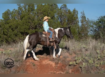 Más ponis/caballos pequeños, Yegua, 14 años, 142 cm, Pío