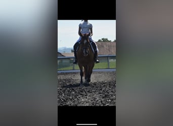 Más ponis/caballos pequeños, Yegua, 14 años, 145 cm, Castaño