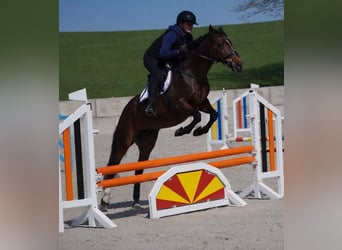 Más ponis/caballos pequeños, Yegua, 14 años, 147 cm, Castaño oscuro