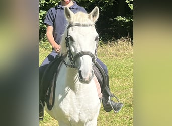 Más ponis/caballos pequeños, Yegua, 15 años, 122 cm, Tordo