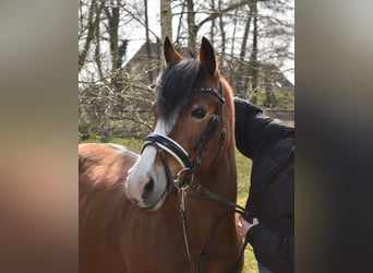 Más ponis/caballos pequeños Mestizo, Yegua, 15 años, 137 cm, Castaño