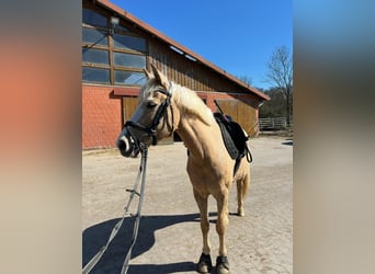 Más ponis/caballos pequeños, Yegua, 15 años, 141 cm, Palomino