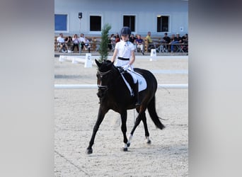 Más ponis/caballos pequeños, Yegua, 15 años, 148 cm, Castaño oscuro