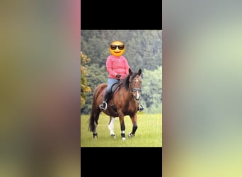 Más ponis/caballos pequeños Mestizo, Yegua, 15 años, 149 cm, Tobiano-todas las-capas
